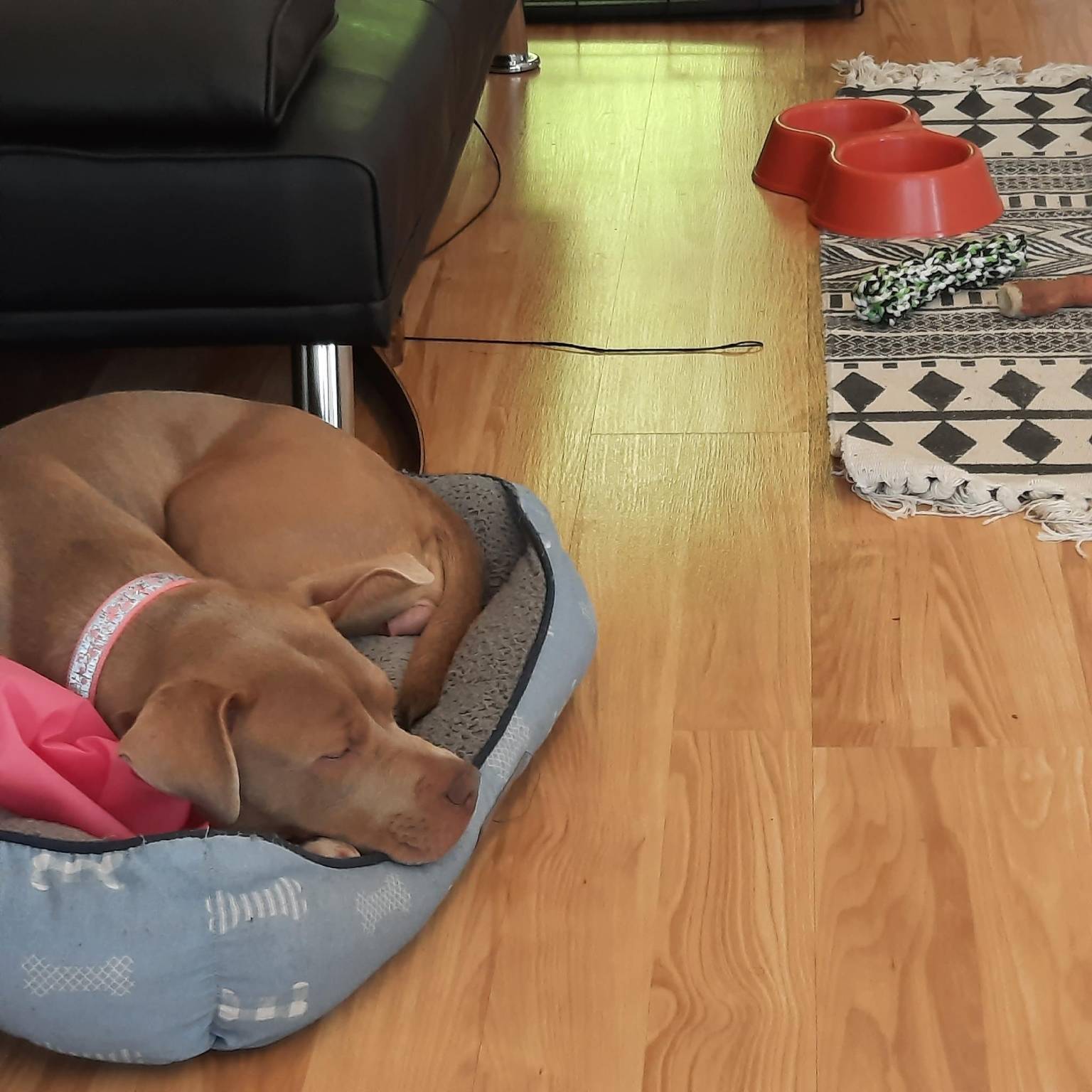 Professional pet care in Lake Norman